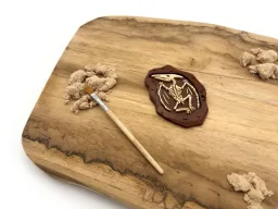 Fosílie - Pterodaktyl